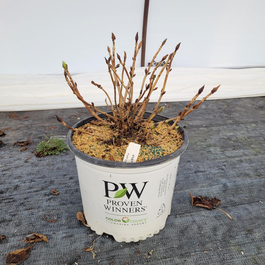 Hydrangea macrophylla Let's Dance Sky View®