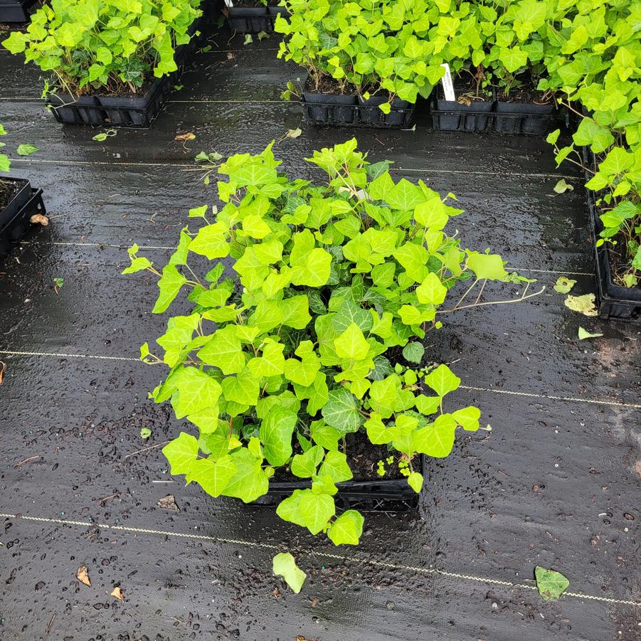 Hedera helix 'Bulgaria'