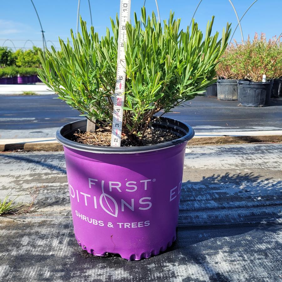 Hypericum Kalmianum Cobalt-N-Gold™