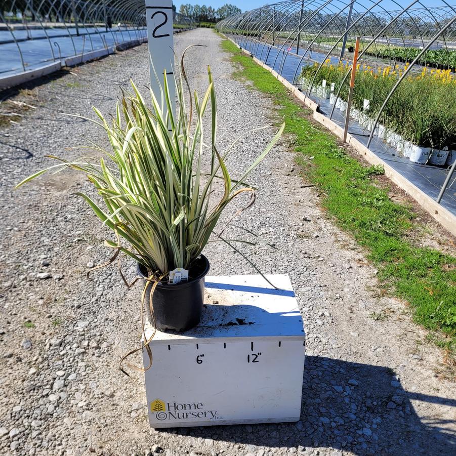 Iris ensata 'Variegata'