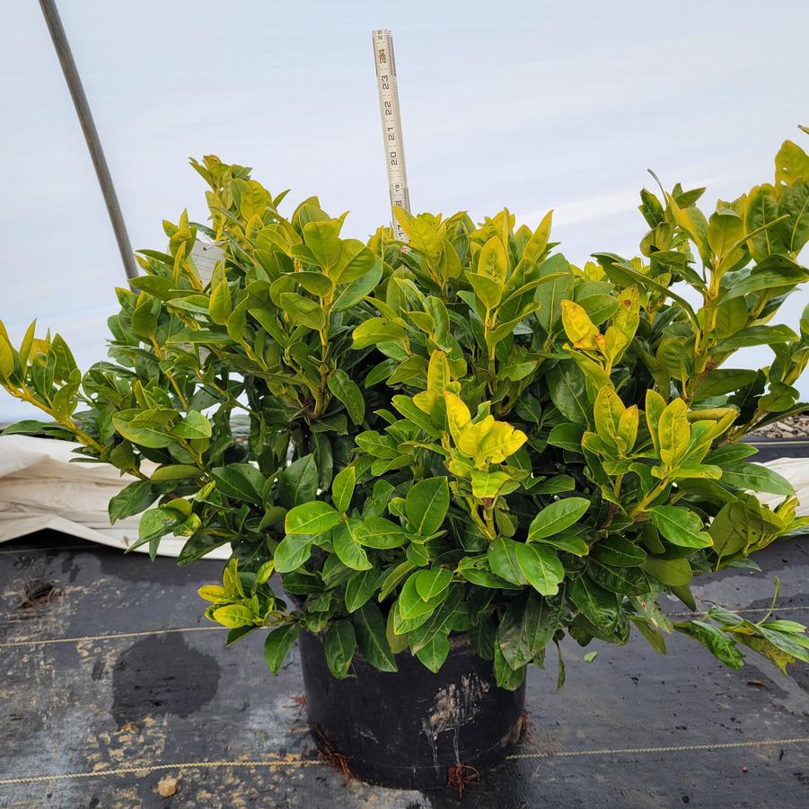 Prunus laurocerasus Green Goblet