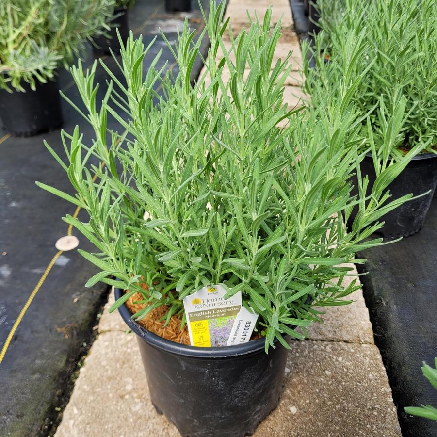 Lavandula angustifolia 'Munstead'