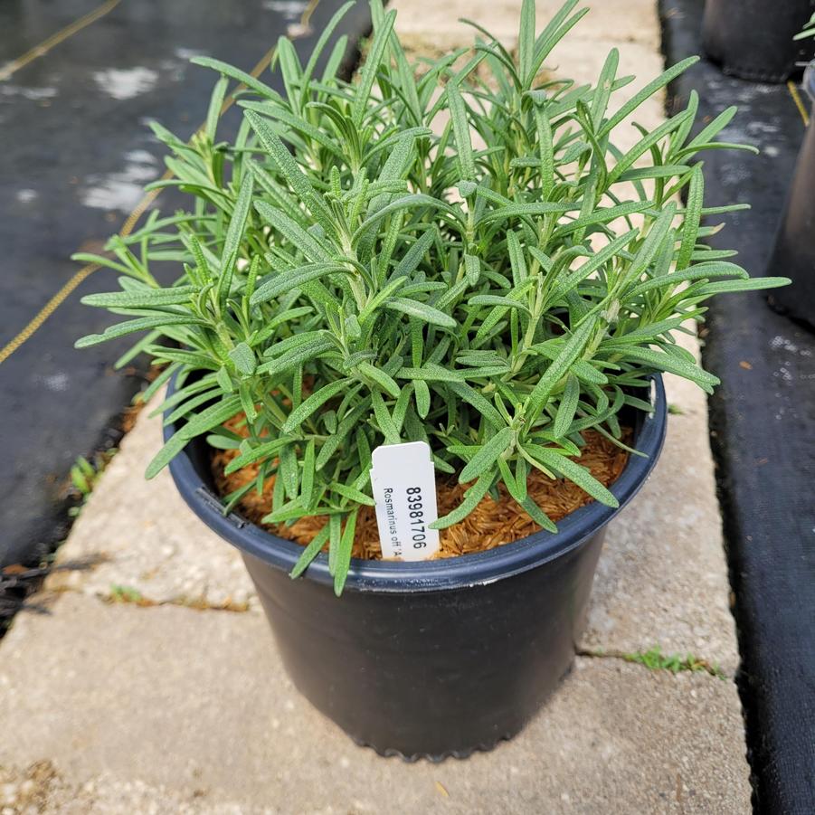 Rosmarinus officinalis 'Arp'
