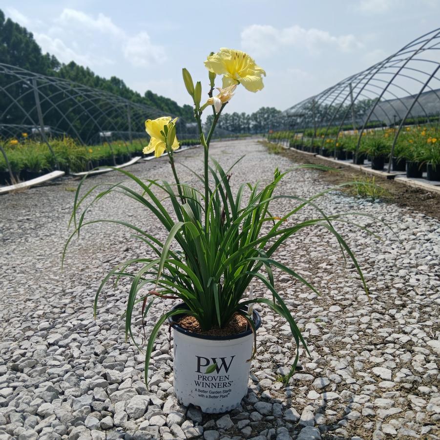 Hemerocallis Rainbow Rhythm&reg; Going Bananas