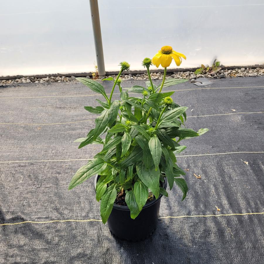 Echinacea x Sombrero&reg; Lemon Yellow