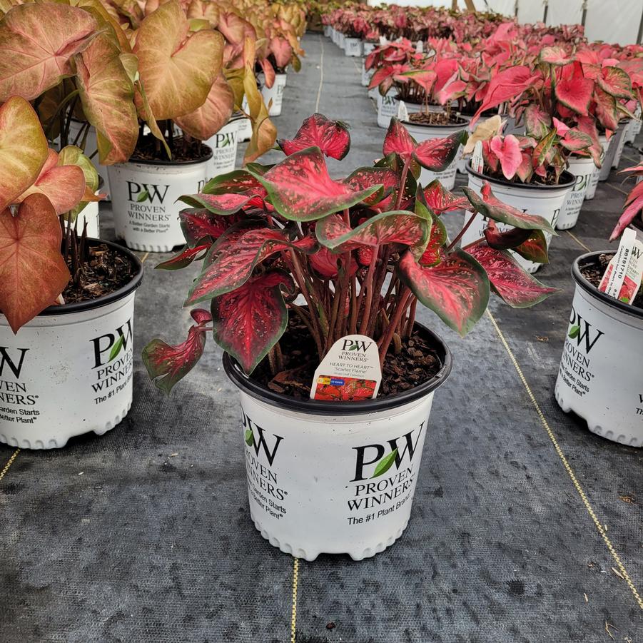 Caladium hortulanum Heart to Heart® 'Scarlet Flame'