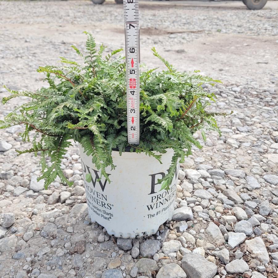 Athyrium niponicum 'Crested Surf'