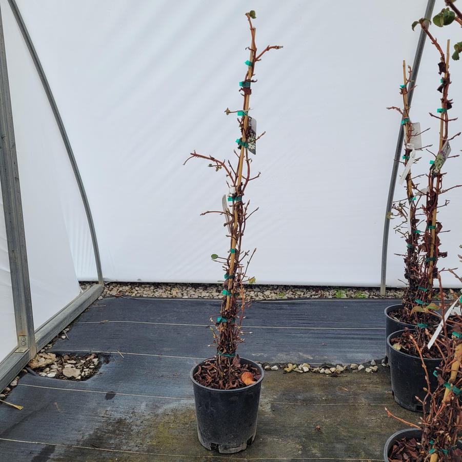 Hydrangea anomala subsp. petiolaris 