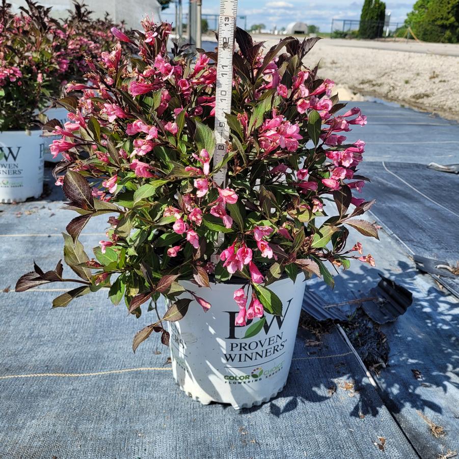 Weigela florida Very Fine Wine®