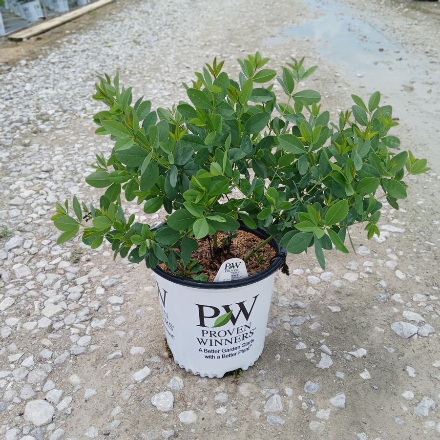 Baptisia x Decadence&reg; 'Lemon Meringue'