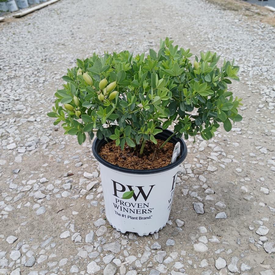 Baptisia x Decadence&reg; 'Sparkling Sapphires'