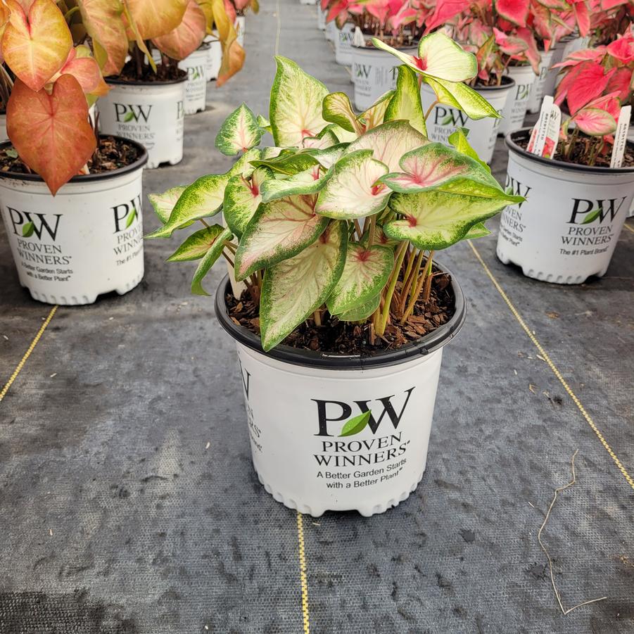 Caladium hortulanum Heart to Heart® 'White Wonder'