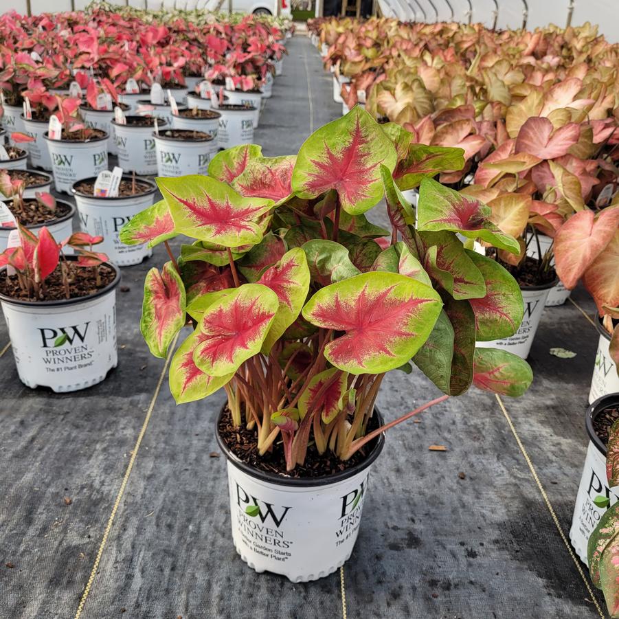 Caladium hortulanum Heart to Heart® 'Lemon Blush'