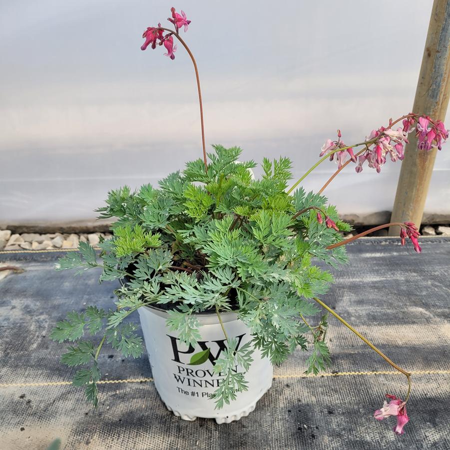 Dicentra x 'Pink Diamonds'