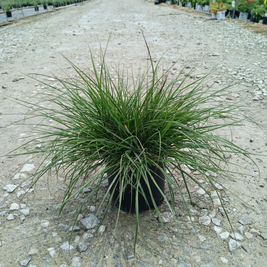 Pennisetum alopecuroides 'Hameln'