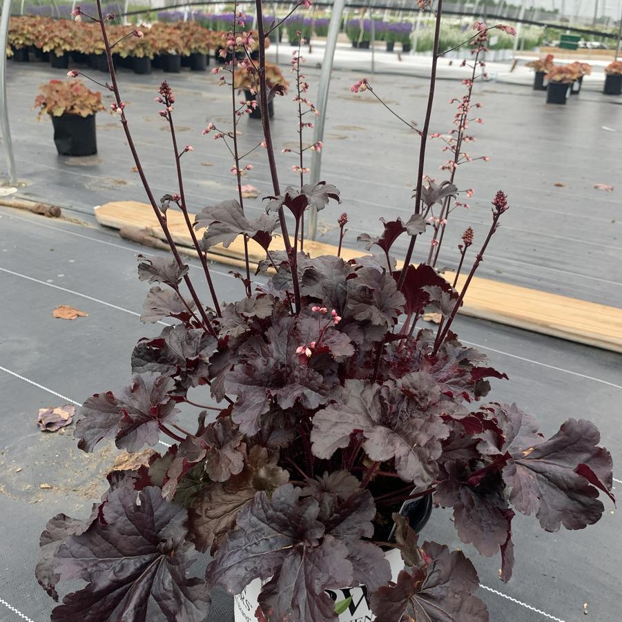 Heuchera x Dolce&reg; Wildberry