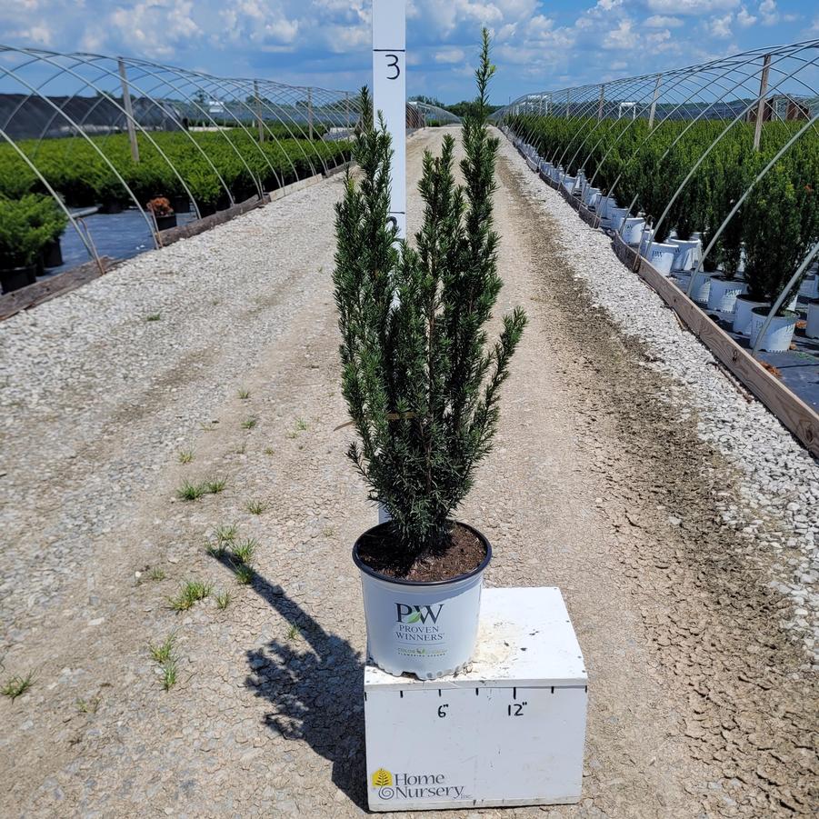 Taxus x media Stonehenge®