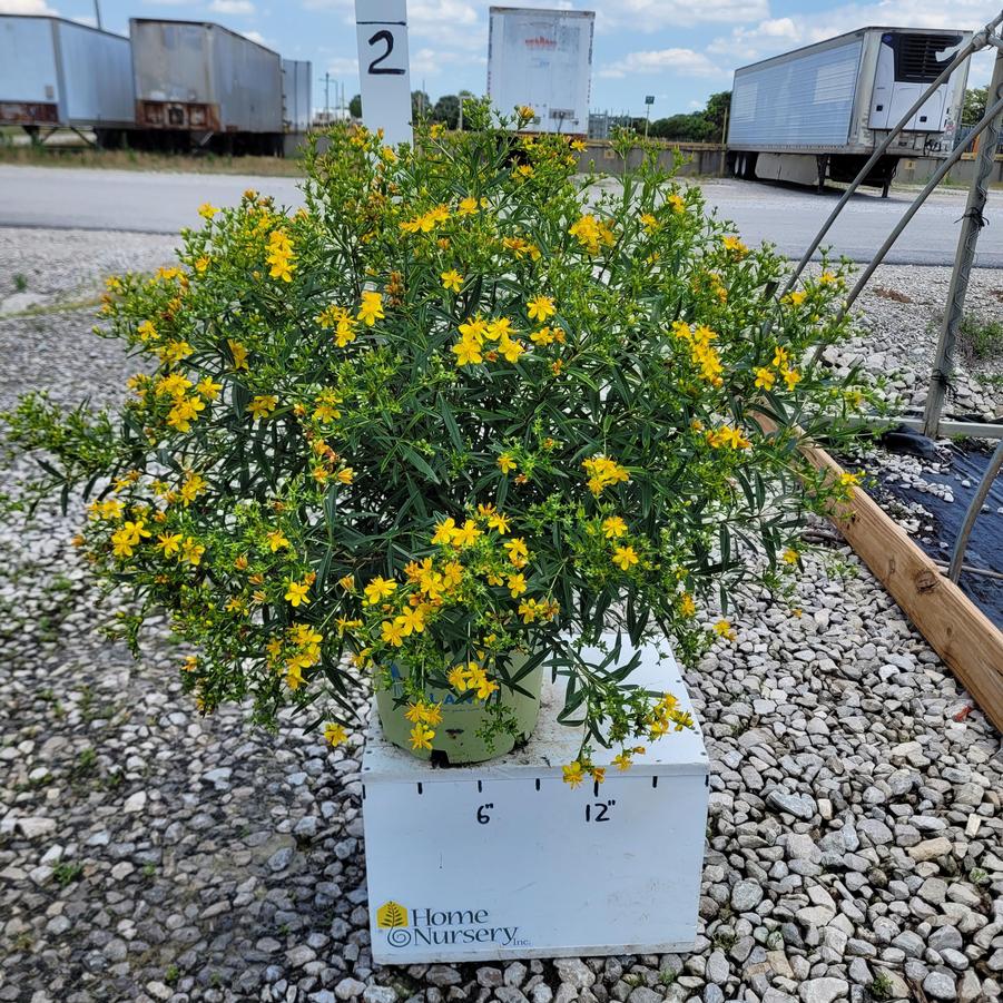 Hypericum kalmianum 'Gemo'