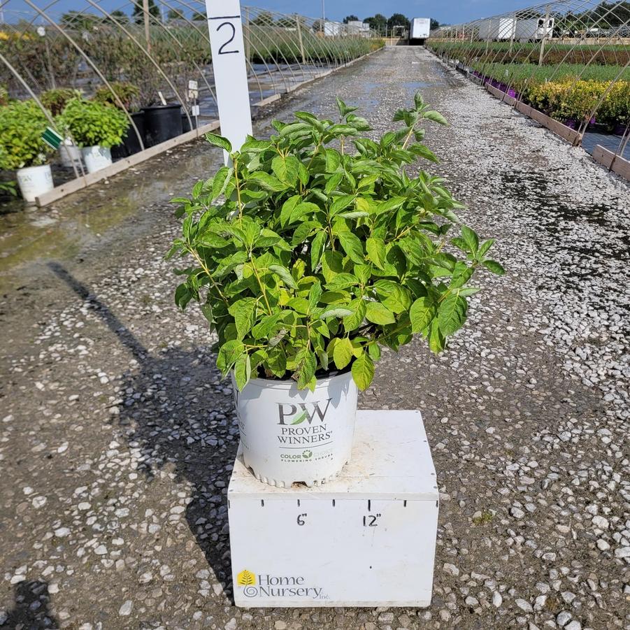 Cornus sericea Arctic Fire® Yellow