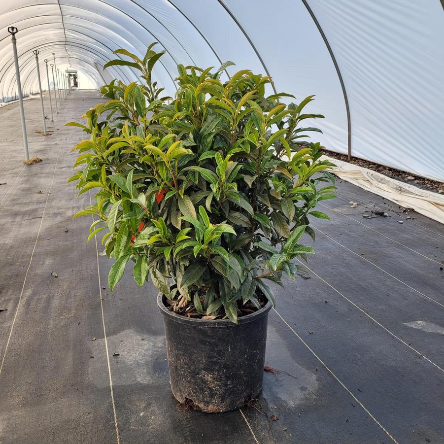 Prunus laurocerasus 'Chestnut Hill'