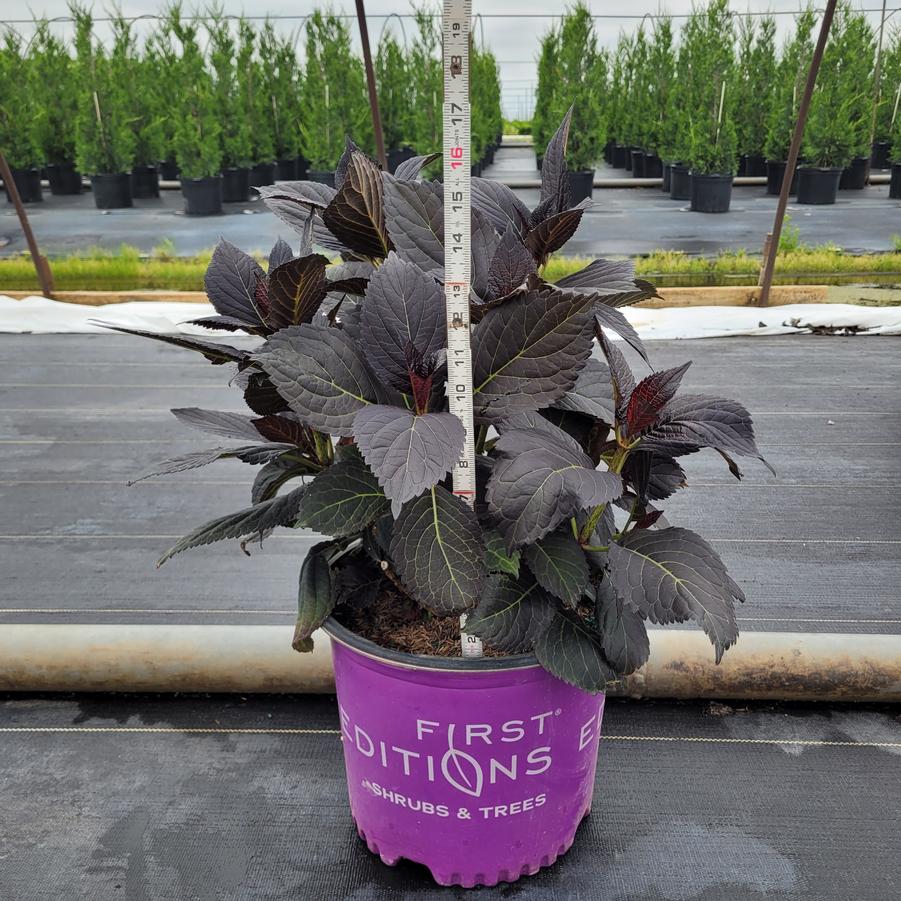 Hydrangea macrophylla Eclipse®