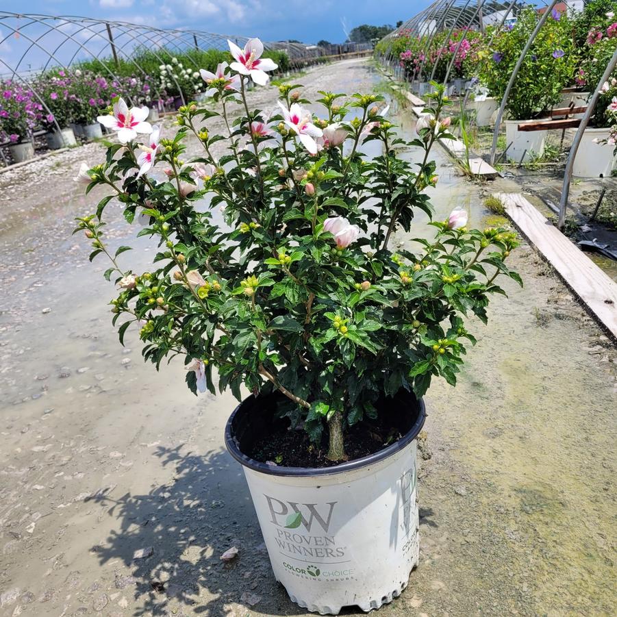 Hibiscus syriacus Lil' Kim&reg;