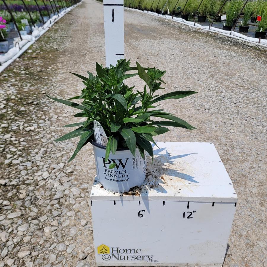 Stokesia laevis Totally Stoked™ 'Whitecaps'