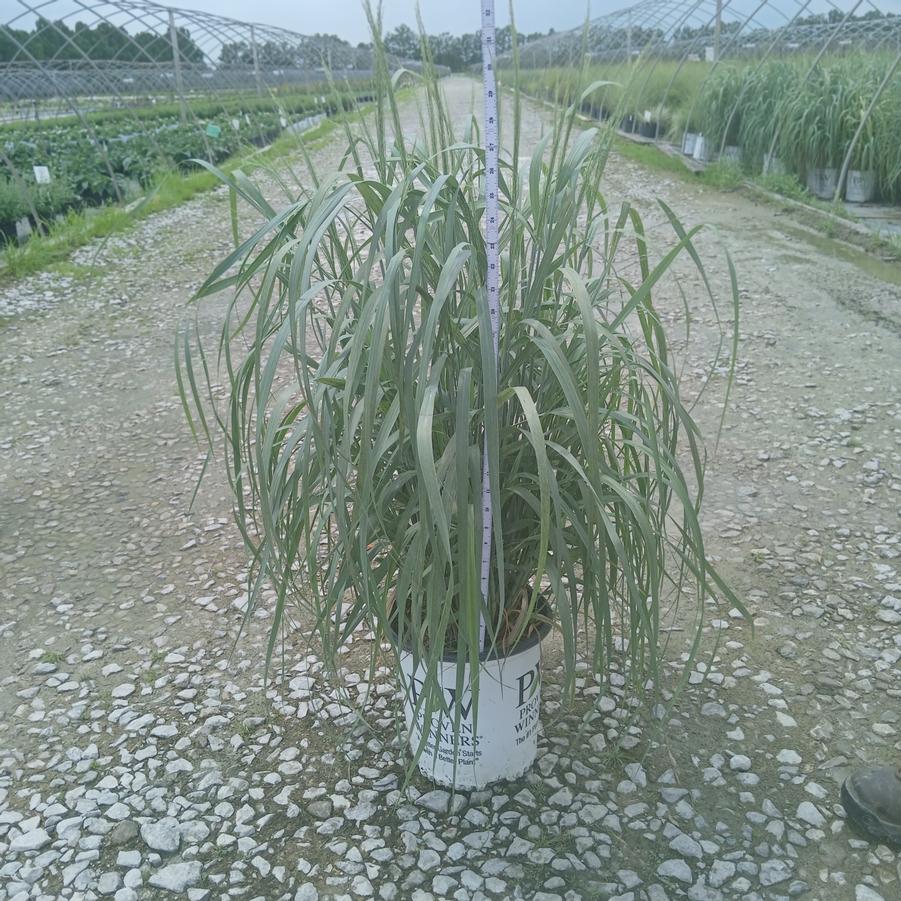 Panicum virgatum Prairie Winds® Niagara Falls®