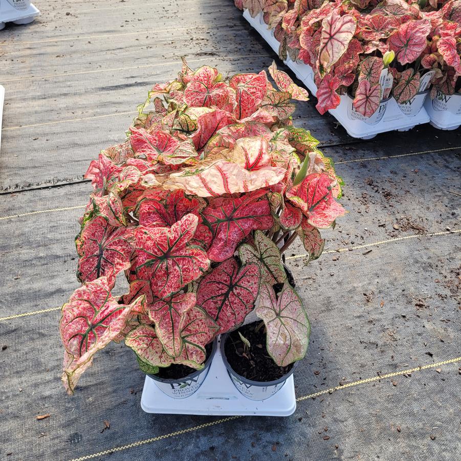 Caladium hortulanum Heart to Heart® 'Bottle Rocket'