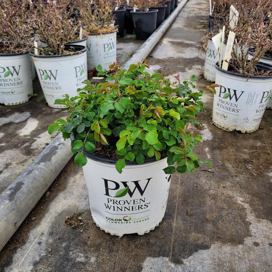 Rosa x Ringo® Double Pink