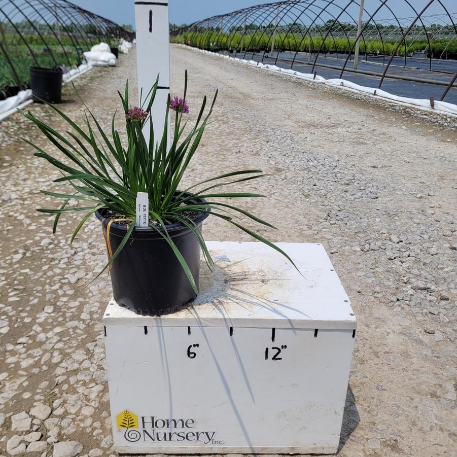 Allium x 'Millenium'