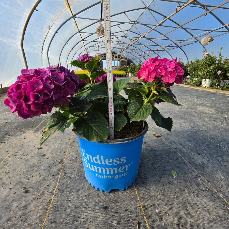 Hydrangea macrophylla Endless Summer® Summer Crush®