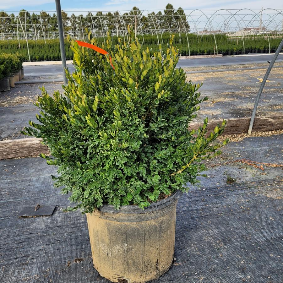 Buxus x 'Green Velvet'