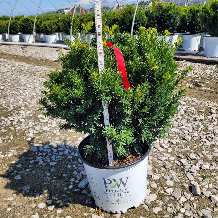 Taxus x media Stonehenge Dark Druid™