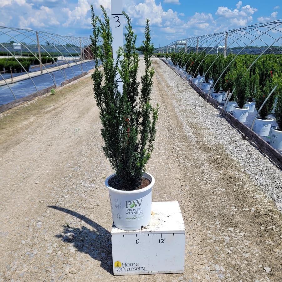 Taxus x media Stonehenge®