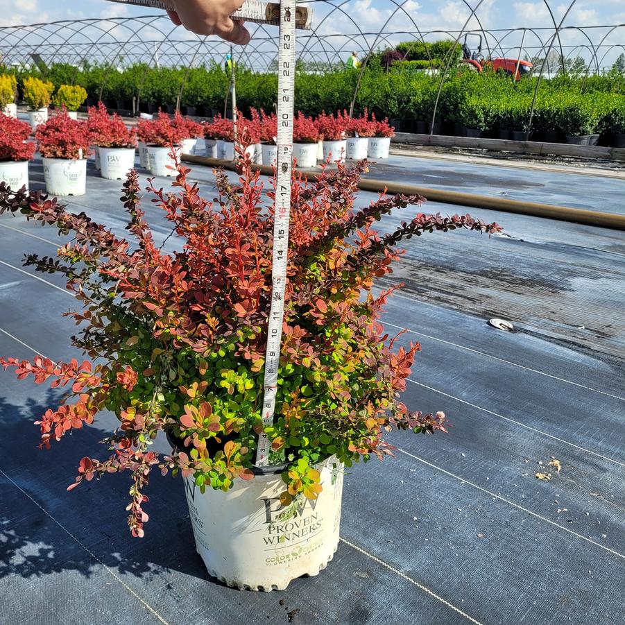 Berberis x Sunjoy&reg; Tangelo