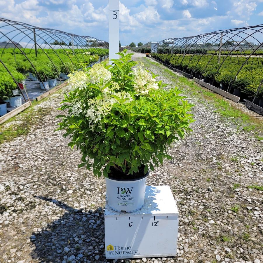 Hydrangea paniculata Puffer Fish™