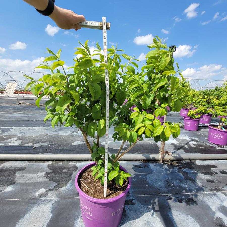 Heptacodium miconioides Tianshan®