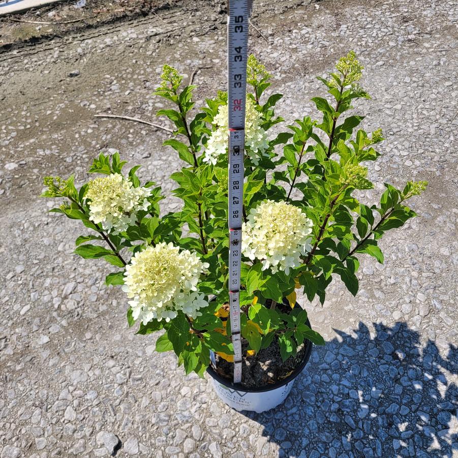 Hydrangea paniculata Limelight Prime®