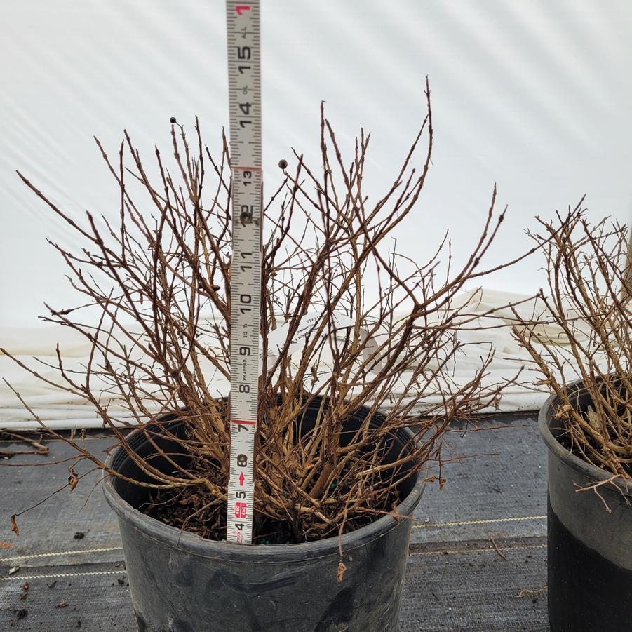 Lagerstroemia indica 'Pocomoke'