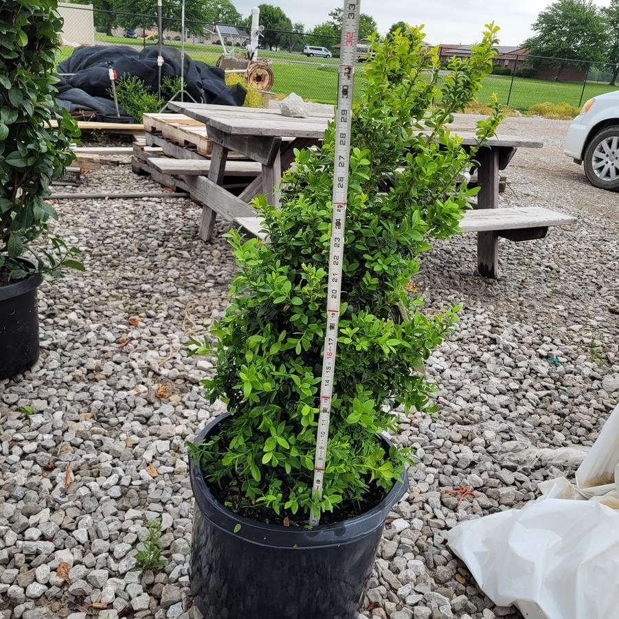Buxus sempervirens 'Dee Runk'