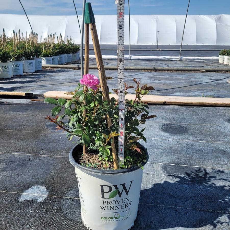 Rosa x Rise Up Lilac Days®