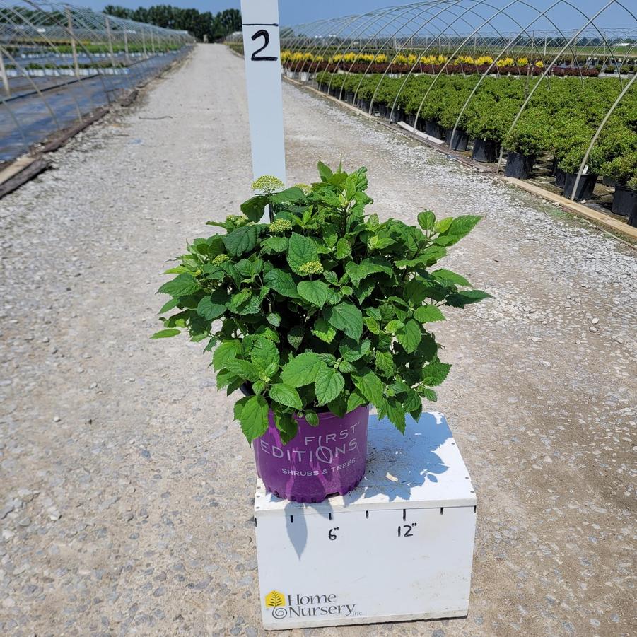 Hydrangea arborescens FlowerFull™