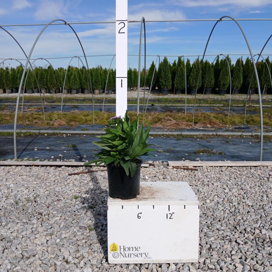 Stokesia laevis 'Mel's Blue'