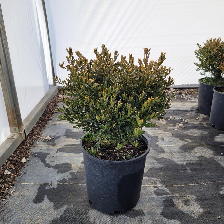 Buxus x 'Green Gem'