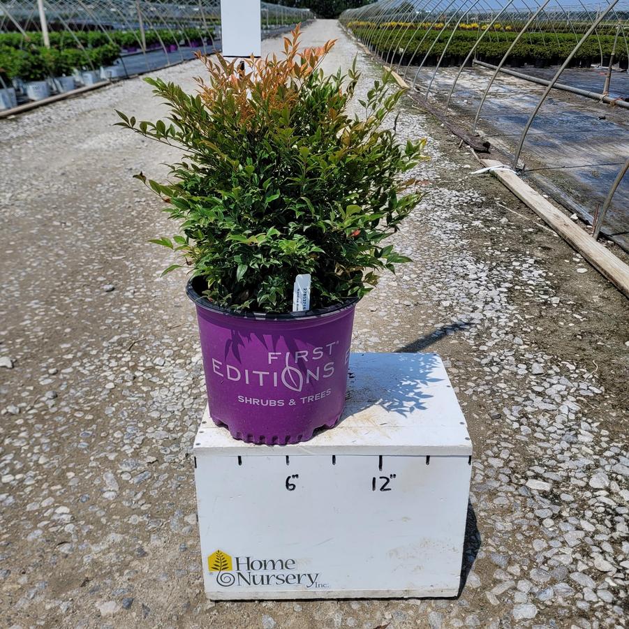 Nandina dom Cool Glow™ Pomegranate