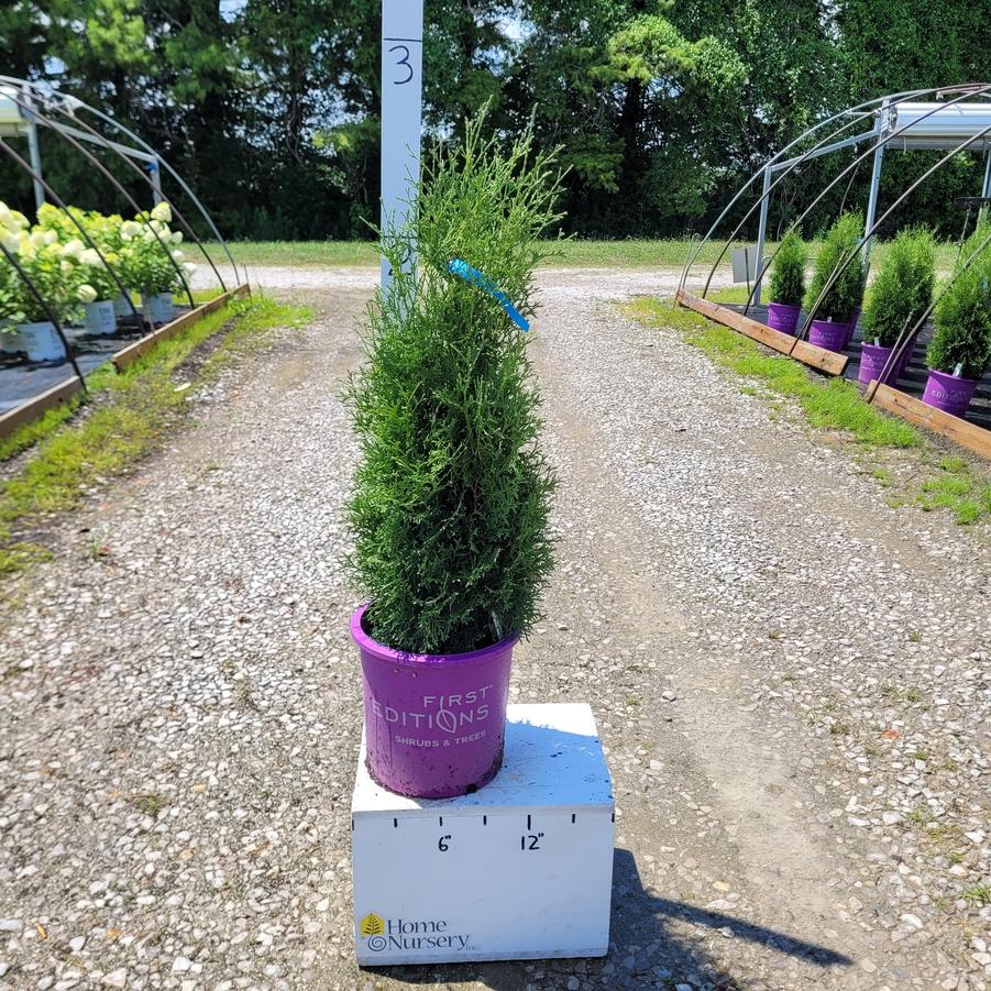 Thuja occidentalis Tall Guy®