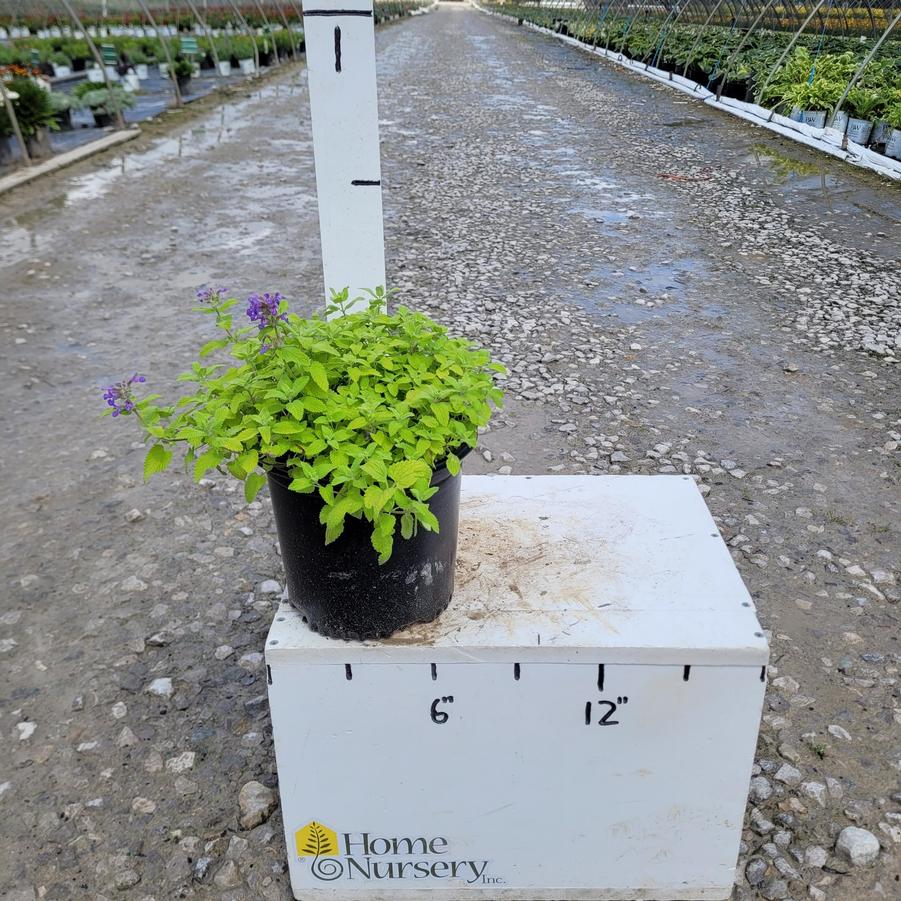 Nepeta x 'Chartreuse on the Loose'
