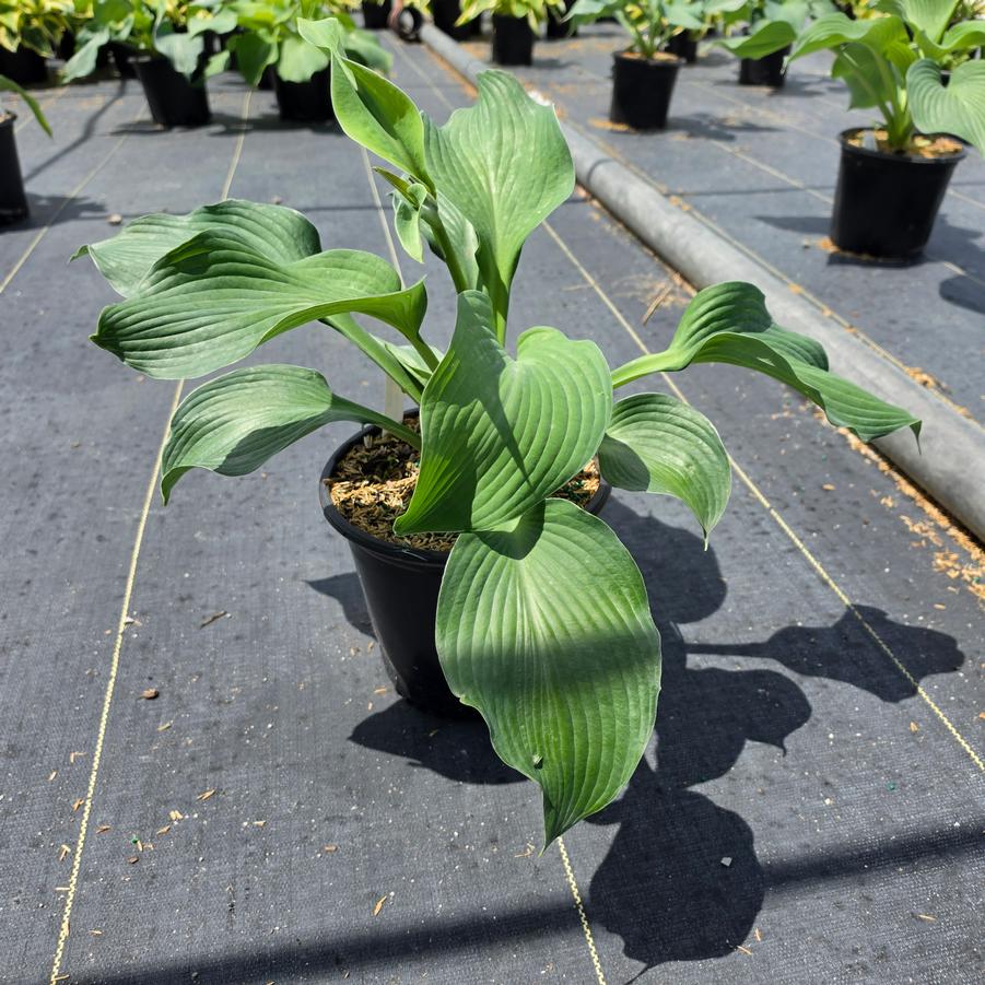 Hosta x 'Blue Angel'