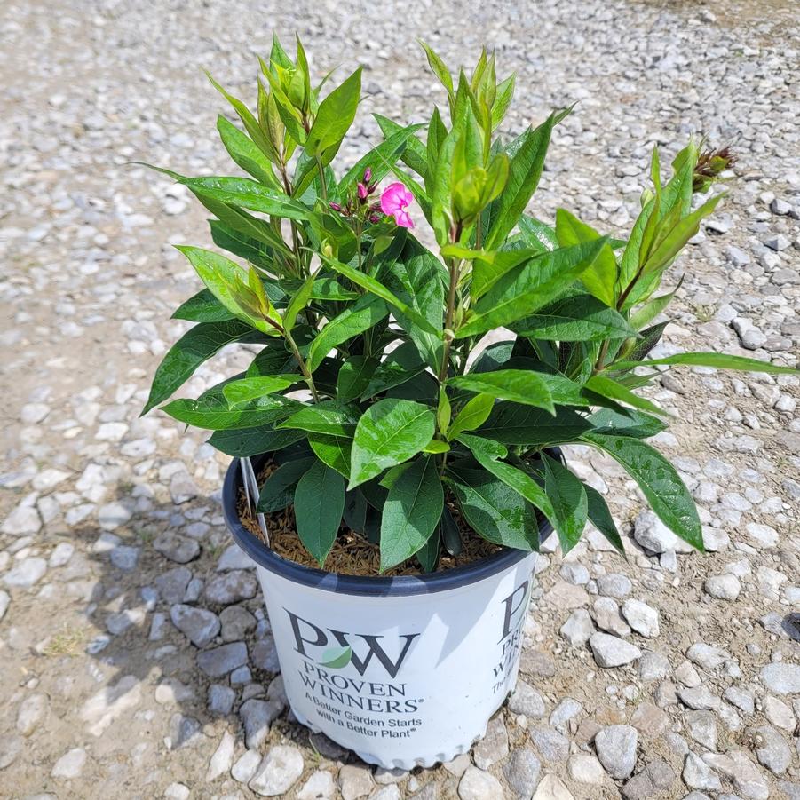 Phlox paniculata Luminary™ 'Pink Lightning'